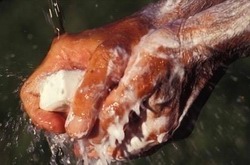 Photo of hand washing.